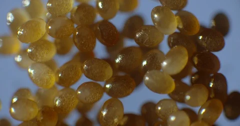 2 week old tick eggs Stock Footage 113130988