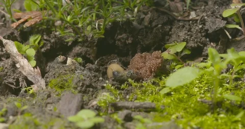 2 week old tick eggs with dying mother Stock Footage 113135739