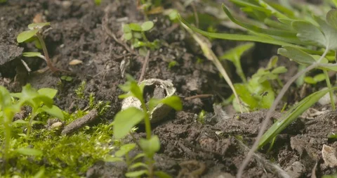 2 week old tick eggs with dying mother Video stock 113138145