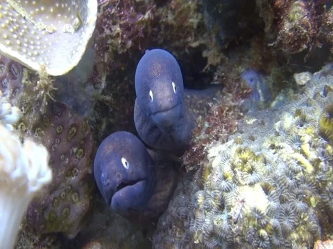 2 white eyed moray eels Stock Footage 90654599
