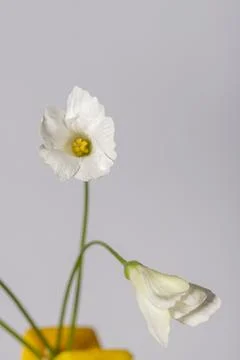 2 white flowers Stock Photos