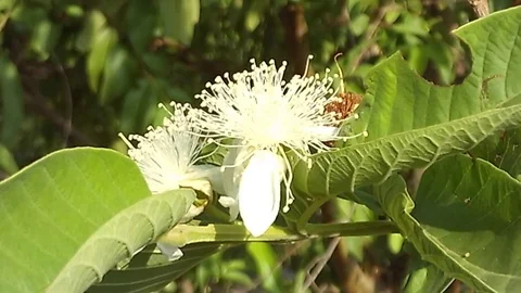 2 white guava flower on the tree Video stock 121442471