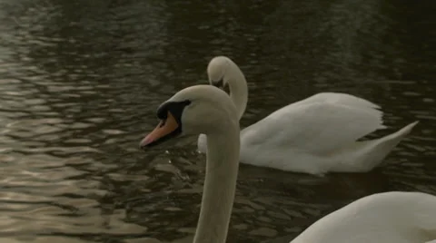 2 white swans, one in front close-up Video stock 37151533