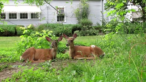 2 white tailed deer sitting and resting behind a condo building, city wildlife Stock Footage 99213730