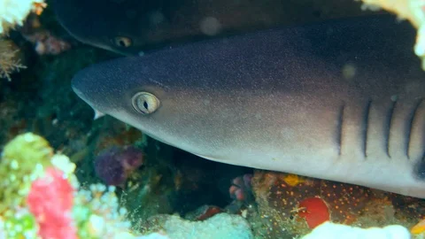 2 whitetip reef sharks inside hole resting and close up on head Video stock 112461645