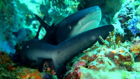 2 whitetip reef sharks inside hole head to tail Stock Footage 112461955