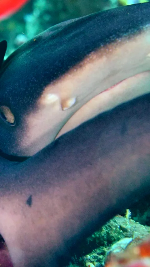 2 whitetip reef sharks inside hole head to tail Video stock 228830051