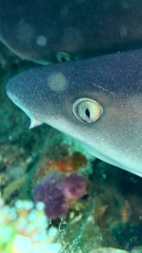 2 whitetip reef sharks inside hole resting, close up on head Video stock 228830052