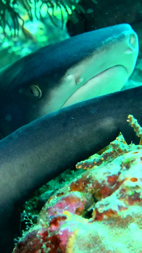 2 whitetip reef sharks inside hole head to tail Stock Footage 228830059