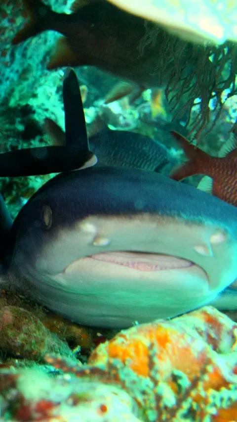 2 whitetip reef sharks inside hole head to tail Video stock 228830065