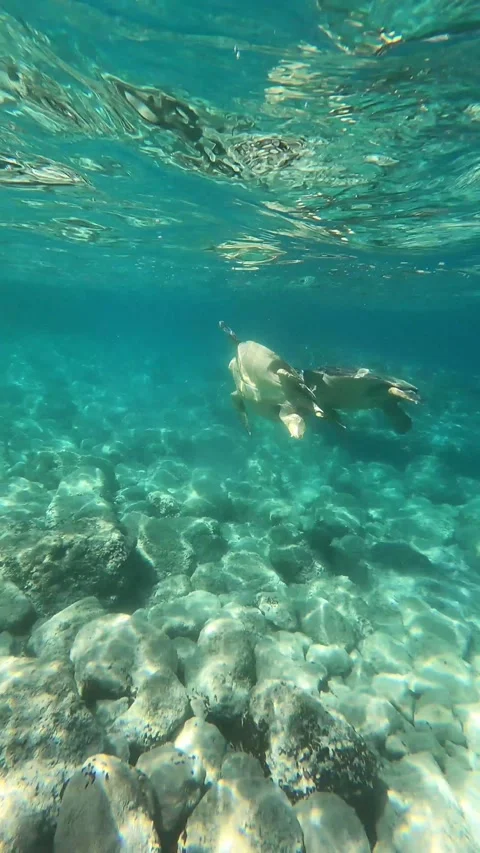 2 Wild Loggerhead Sea Turtles Fighting for Food Underwater at Myrtos Beach Stock-Footage 346374104