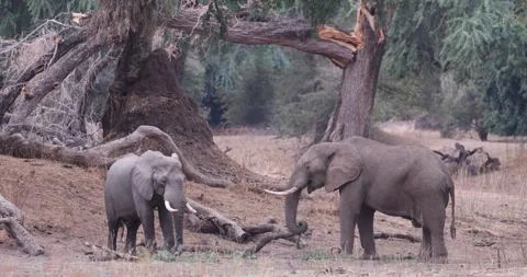 2 Wild Mana Pools elephants grazing 库存影片 314723045