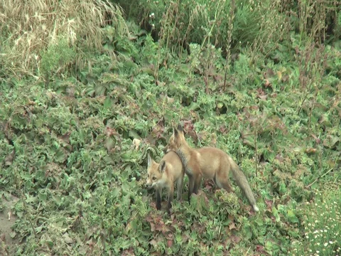 2 wild red fox cubs playing Stock Footage 110370190