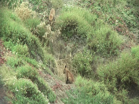 2 wild red fox cubs playing (2) Stock Footage 110372278