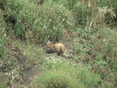 2 wild red fox cubs with one appearing out of it's den. Stock Footage 110372968