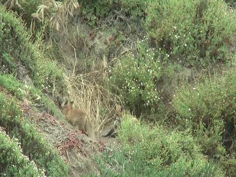 2 wild red fox cubs playing near entrance to their den. Stock Footage 110374540