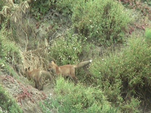 2 wild red fox cubs playing (2) Stock Footage 110733156