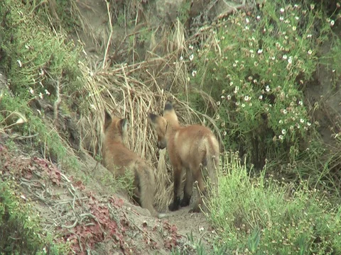 2 wild red fox cubs playing near entrance to their den. Stock Footage 110733206