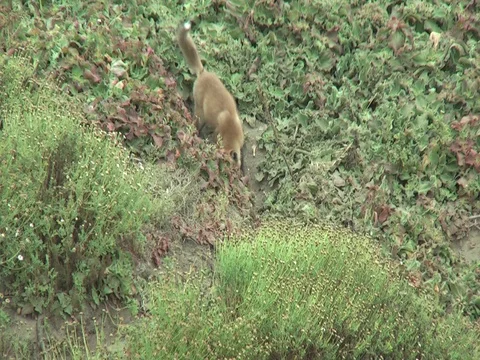 2 wild red fox cubs with one appearing out of it's den. (2) Stock Footage 110733240