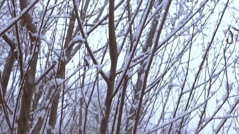 2. Winter snow slow motion Stock Footage 101347113