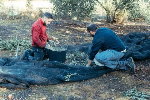 2 workers picking olives from the ground Stock Photos