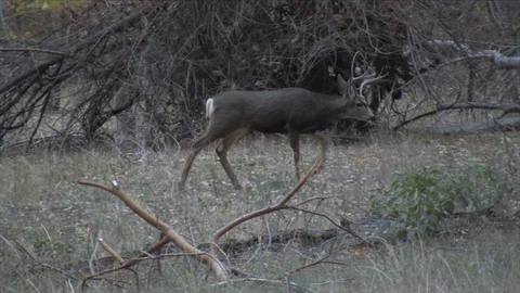 2 Year Old Mule Deer Buck Walking in Riparian Habitat Stock Footage 117764201