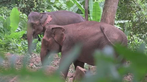 2 young asian elephants in camp, close up tree's, wild, relaxed, calm. Stock Footage 234130753
