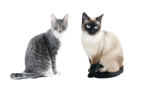 2 young cats Stock Photos