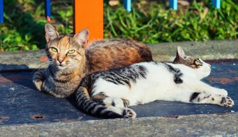 2 young colored cats lying on a warm metal sheet, Istanbul, Turkey Fotos de archivo