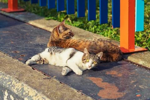 2 young colored cats lying on a warm metal sheet, Istanbul, Turkey Stock-Fotos