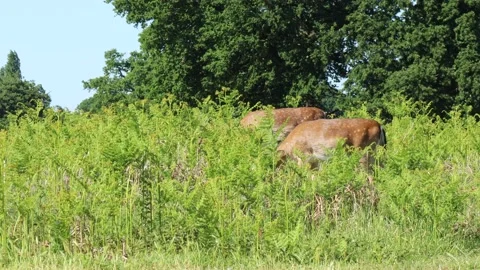 2 Young Deer grazing in thick foliage in a Park Video stock 133609477