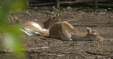 2 Young Deer in Zoo Bask in the Sun Stock Footage 62664049
