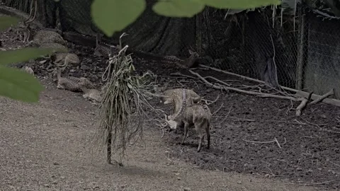 2 Young Deers Fighting in the Dense Jungle with Antlers in Melaka Malaysia Vidéo 278148582