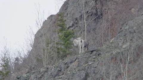 2 young fannin rams butt heads on a cliffside in northern Canada Stock Footage 195030028