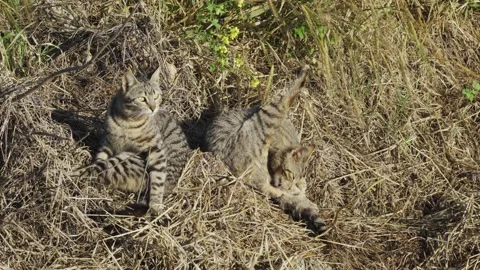 2 young gray cats lick their fur in the field Vídeos de archivo 147194164