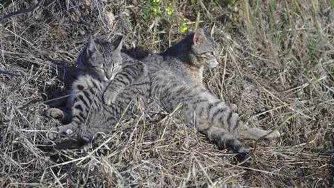 2 young gray cats lick their fur in the field Video stock 147194212