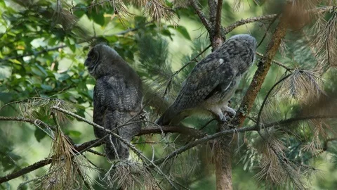 2 young long-eared owls - 1 flying away, wildlife - Asio otus - 4K stock video Stock Footage 112283116