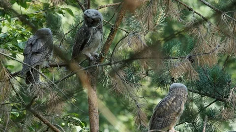 2 young long-eared owls - third arrives, wildlife - Asio otus - 4K stock video Stock Footage 112283198