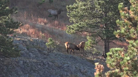 2 young sparring bulls break it off and move towards the caller-1 Stock Footage 228881830