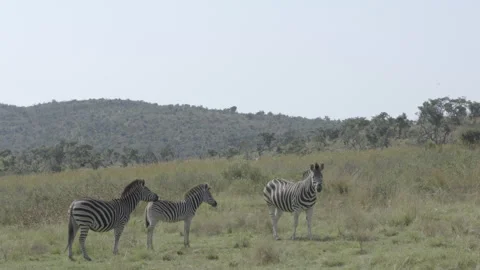 2 Zebra Adults and 1 Foal Stand in African Savanna Stock Footage 277102076