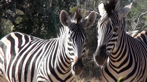 2 Zebras Stock Footage 10980756