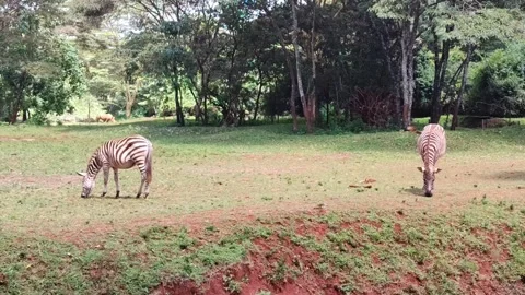 2 Zebras Grazing Stock Footage 310857499