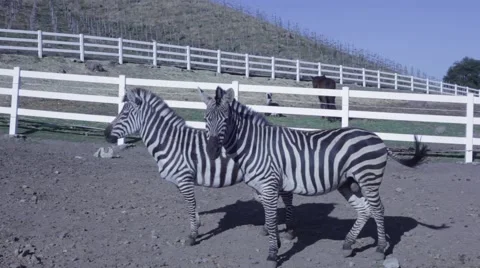 2 Zebras Standing Sideways 스톡 동영상 50233747