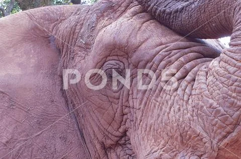 20 African Elephant close encounter sanctuary head and eye closeup Stock Photos