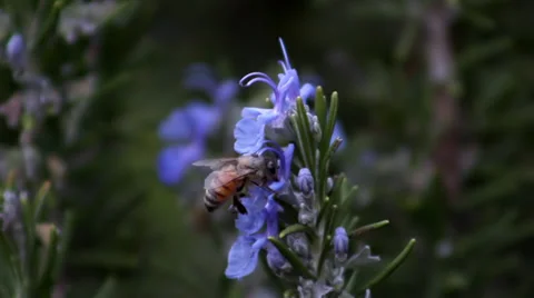 20 Bees for $50 Stock-Footage 33791802