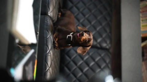 20 Dachshund on the sofa medium plan from right to left Stock Footage 221118248