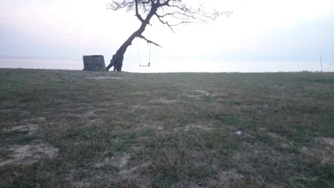20 inclined tree with swing facing oceanic sunrise Stock Footage 145653499