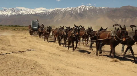 20 Mule Team of Death Valley Vídeo Stock 24631908