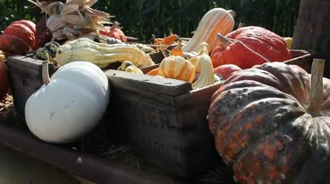 20 Sec Pumpkins and Squash.mp4 Stock Footage 9169029
