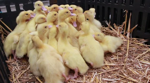 20 Yellow ducklings in crate Stock Footage 36934322